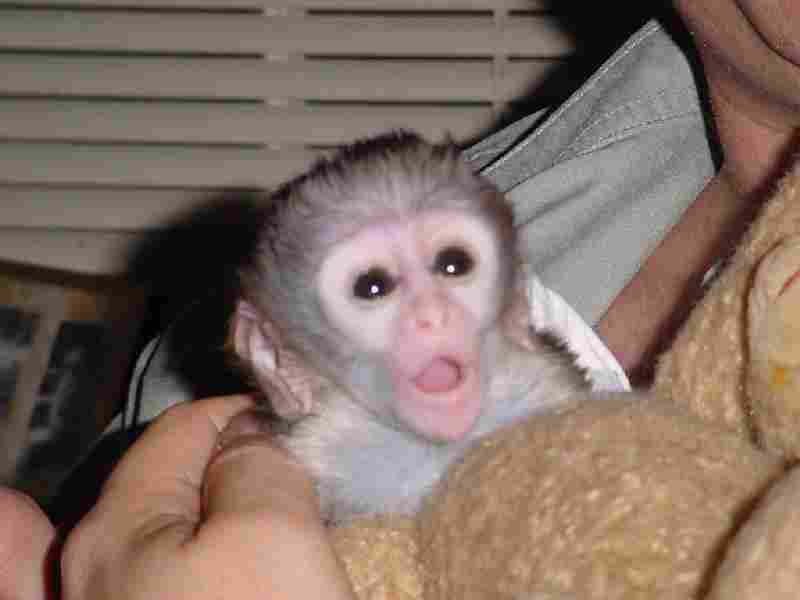 Capuchin Monkey Pet. Pair of Baby Capuchin monkeys